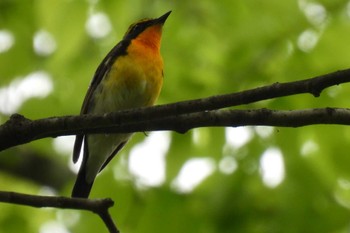 Narcissus Flycatcher 航空公園 Sun, 4/21/2024