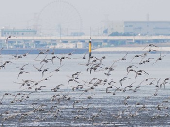 ハマシギ ふなばし三番瀬海浜公園 2024年4月21日(日)