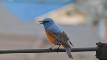 Blue Rock Thrush 自宅前 Sat, 4/6/2024