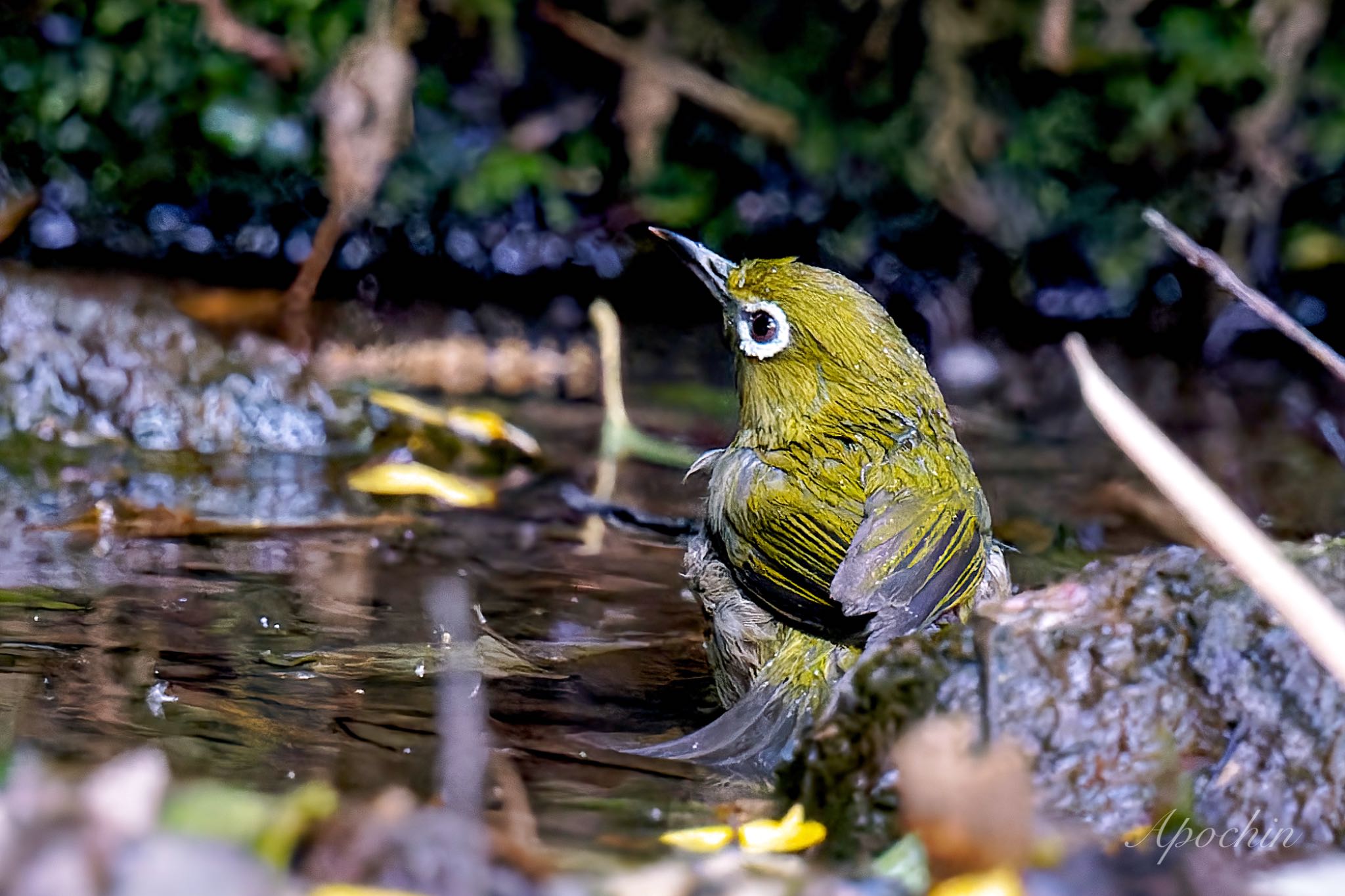 Photo of Warbling White-eye at 近所 by アポちん