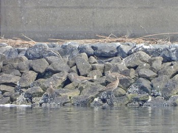 Eurasian Whimbrel Tokyo Port Wild Bird Park Sun, 4/21/2024