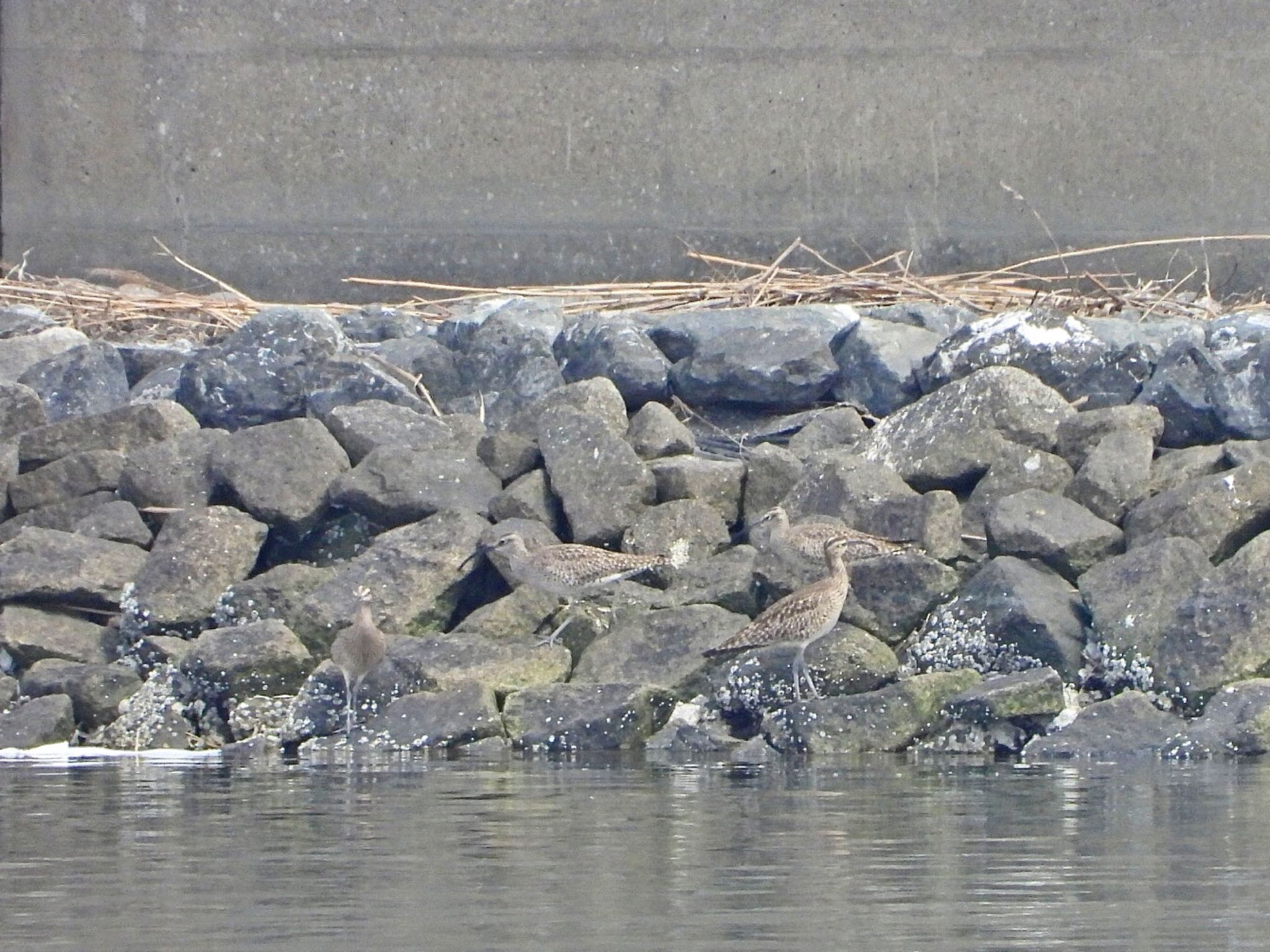 Eurasian Whimbrel