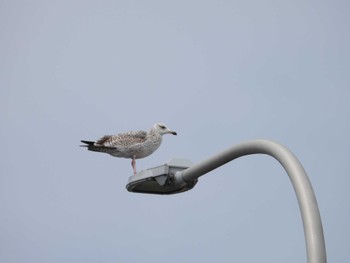 Vega Gull 富津公園 Sun, 4/21/2024