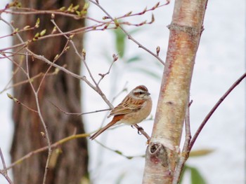 Mon, 4/22/2024 Birding report at 倶知安町