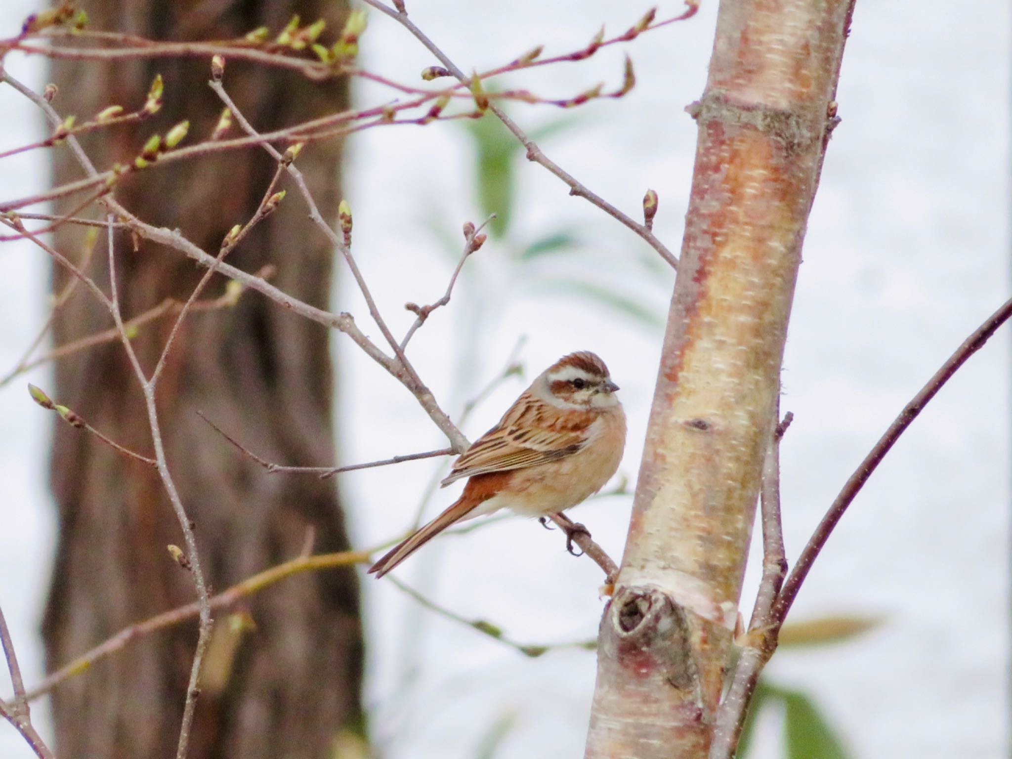 Photo of Meadow Bunting at 倶知安町 by ユウ@道民