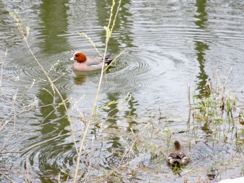 Eurasian Wigeon 倶知安町 Mon, 4/22/2024