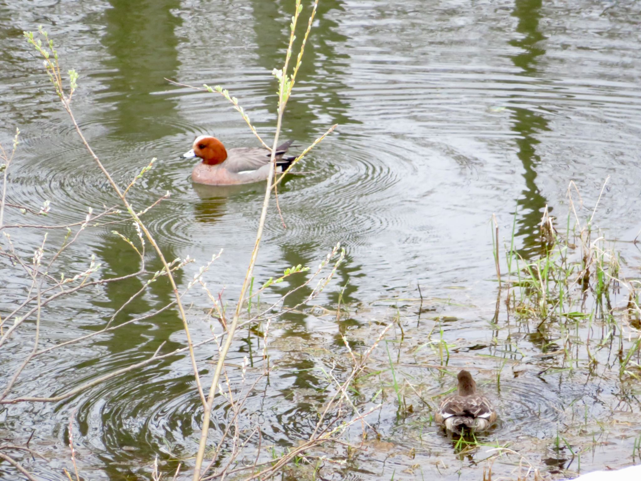 Photo of Eurasian Wigeon at 倶知安町 by ユウ@道民