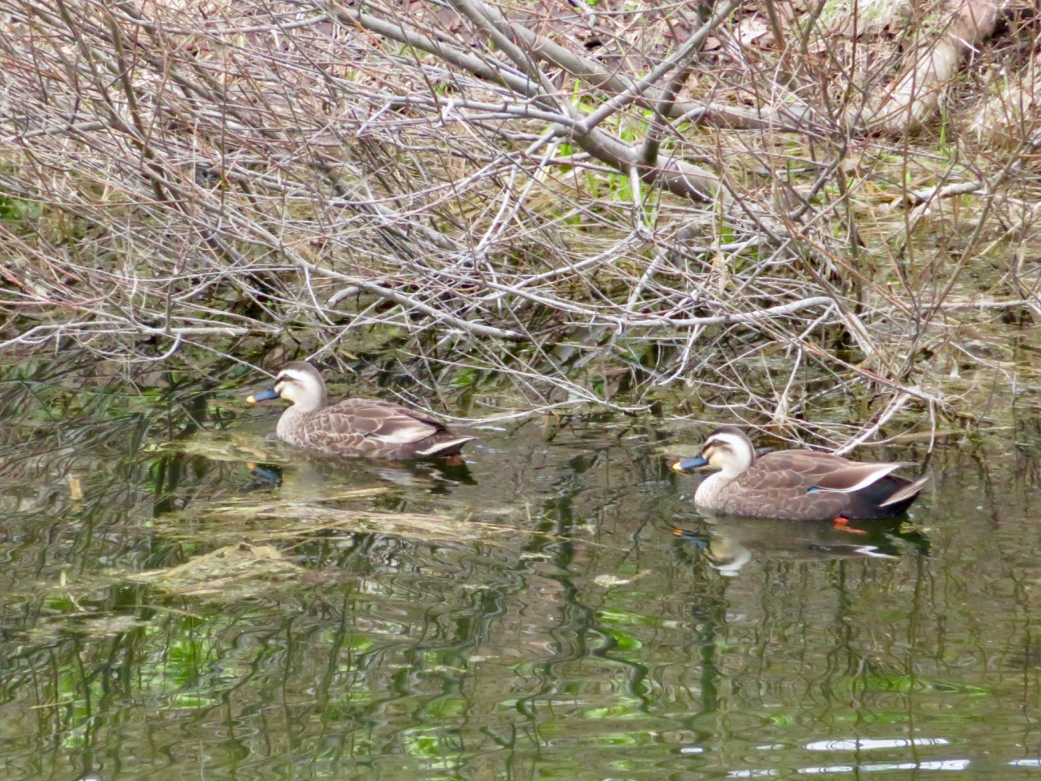 Photo of Eastern Spot-billed Duck at 倶知安町 by ユウ@道民