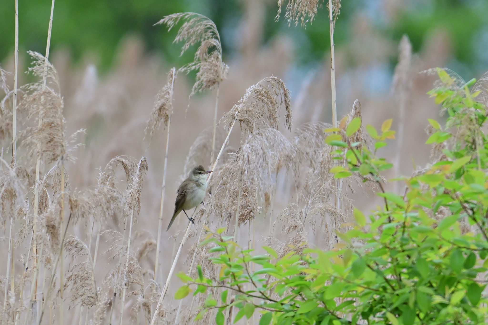 Oriental Reed Warbler