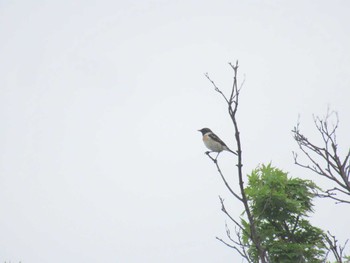 Amur Stonechat Musashino-no-mori Park Sun, 4/21/2024