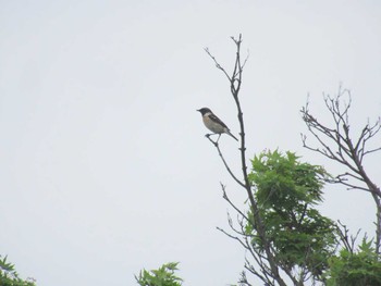 Amur Stonechat Musashino-no-mori Park Sun, 4/21/2024