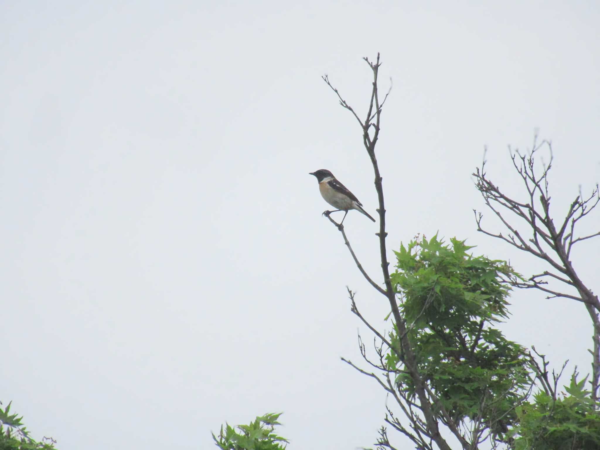 Photo of Amur Stonechat at Musashino-no-mori Park by kohukurou