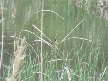 Amur Stonechat Musashino-no-mori Park Sun, 4/21/2024