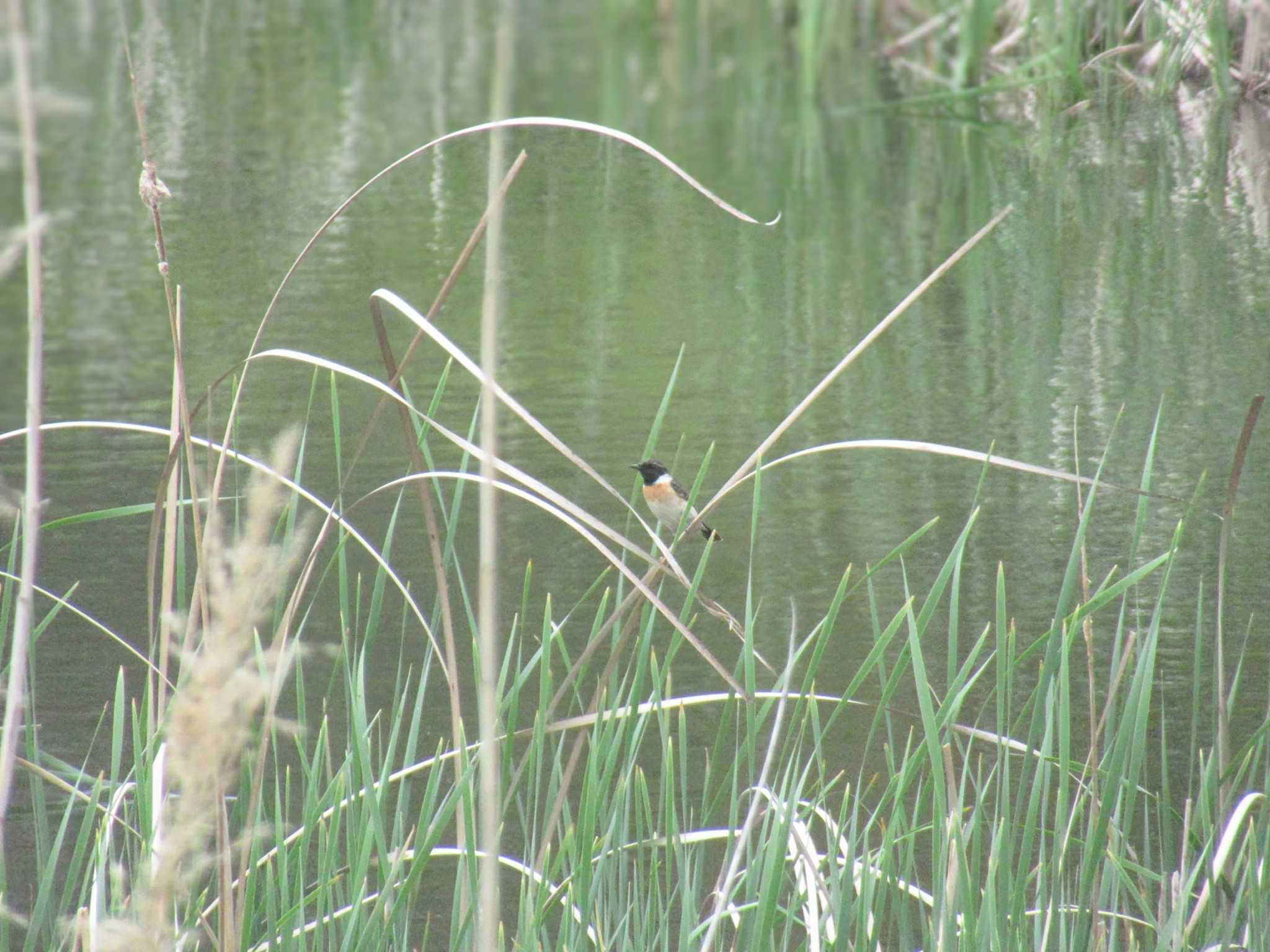 Amur Stonechat