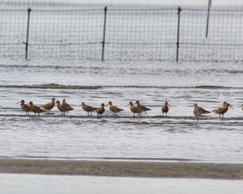 オオソリハシシギ ふなばし三番瀬海浜公園 2024年4月20日(土)