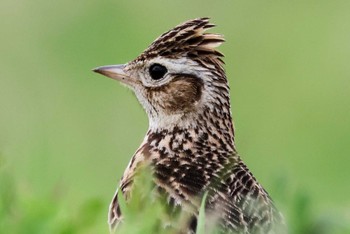 Eurasian Skylark Inashiki Wed, 4/17/2024