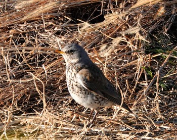 Fieldfare Unknown Spots Sun, 3/3/2024