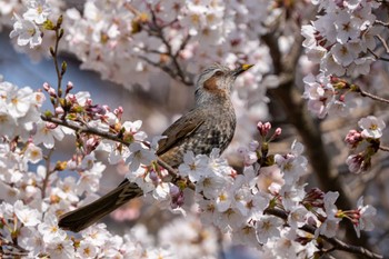 Brown-eared Bulbul 山梨県 Mon, 4/15/2024