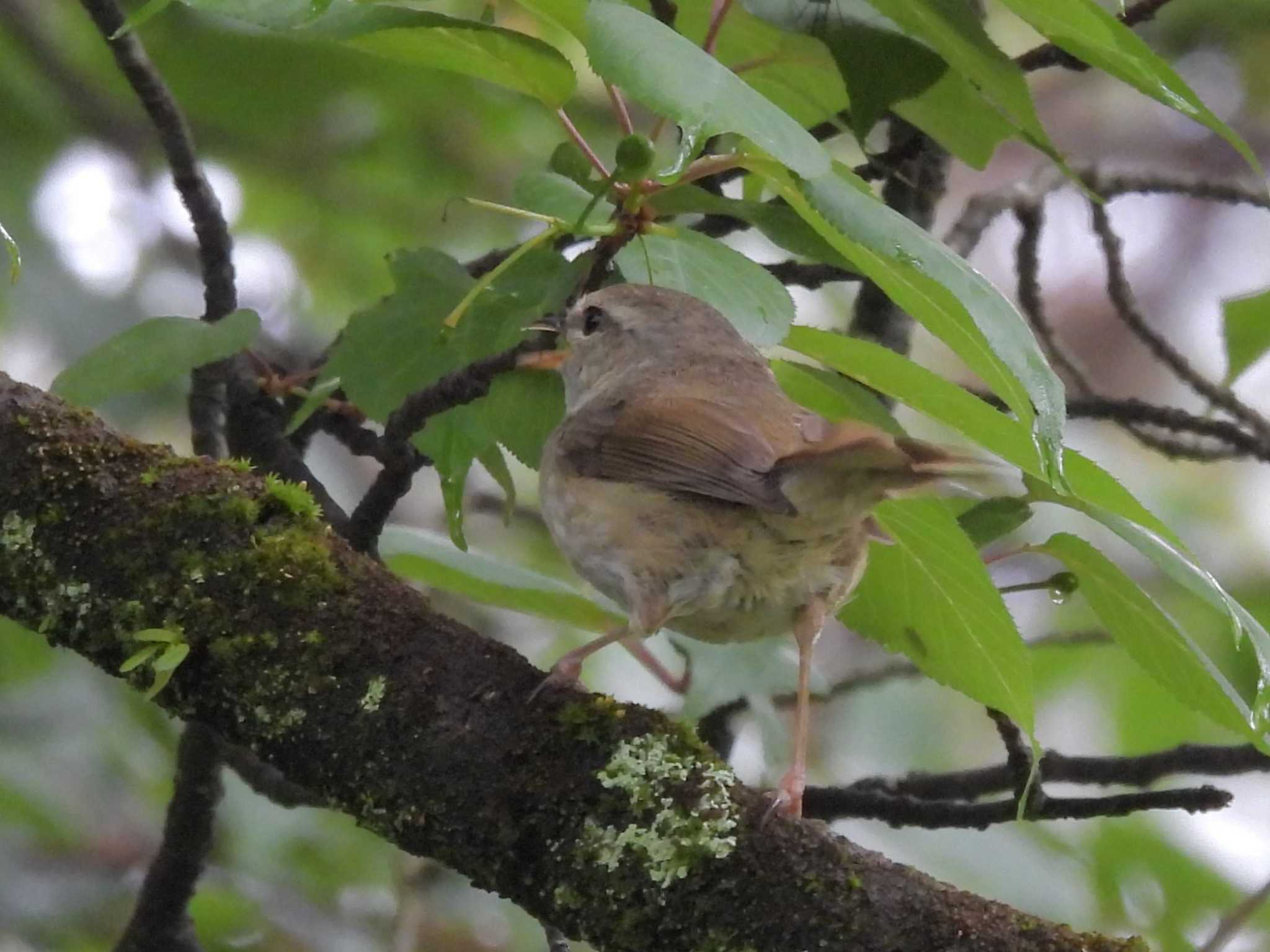 Japanese Bush Warbler