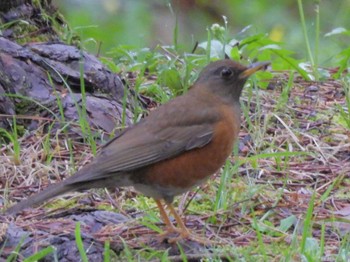 Brown-headed Thrush Kyoto Gyoen Mon, 4/22/2024