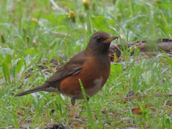 Brown-headed Thrush Kyoto Gyoen Mon, 4/22/2024