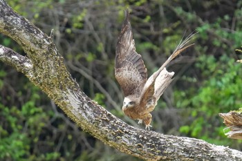 トビ 平成榛原子供のもり公園 2024年4月20日(土)