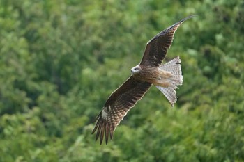 Black Kite 平成榛原子供のもり公園 Sat, 4/20/2024