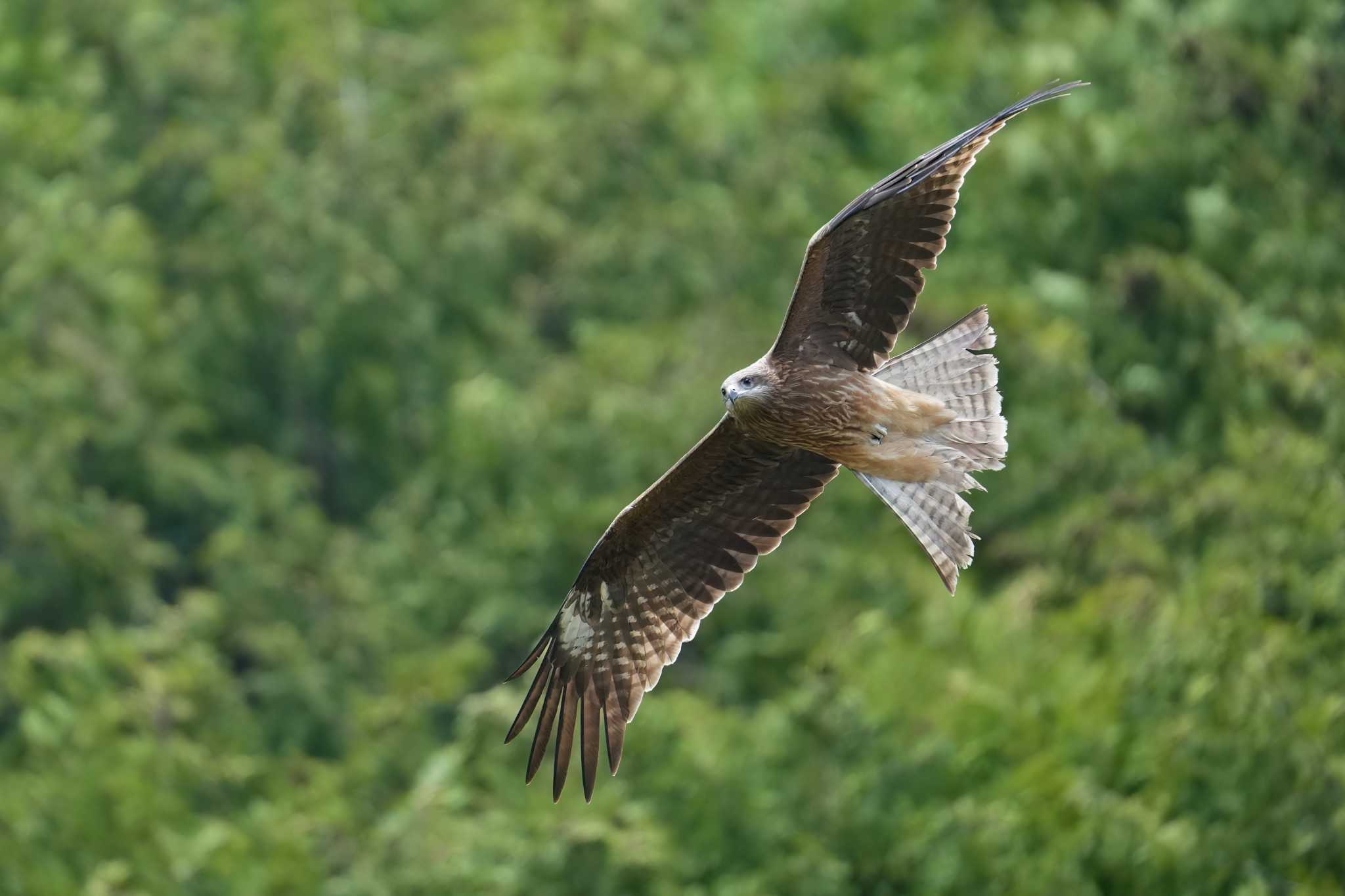 Photo of Black Kite at 平成榛原子供のもり公園 by トランキーロ