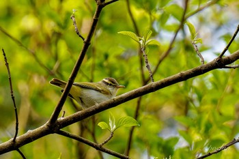 Eastern Crowned Warbler Hayatogawa Forest Road Sat, 4/20/2024