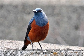 Blue Rock Thrush 愛媛県 Sat, 4/20/2024