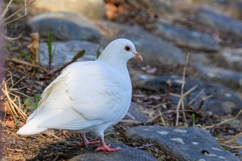 カワラバト 明石公園 2024年3月18日(月)