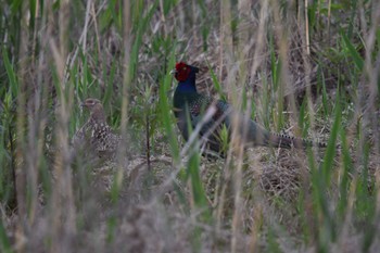 Green Pheasant 愛媛県新居浜市 Sun, 4/21/2024