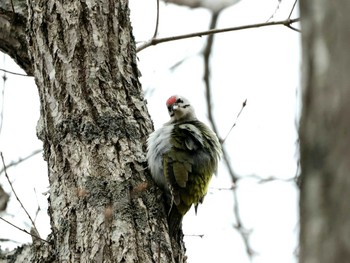 Grey-headed Woodpecker Nishioka Park Mon, 4/22/2024