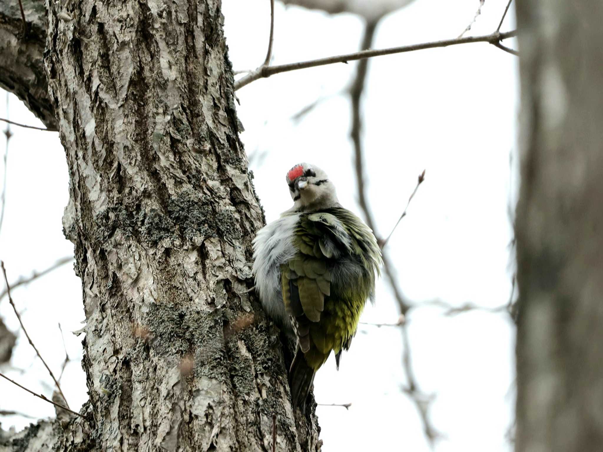 Photo of Grey-headed Woodpecker at Nishioka Park by しろくま