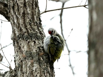 Grey-headed Woodpecker Nishioka Park Mon, 4/22/2024