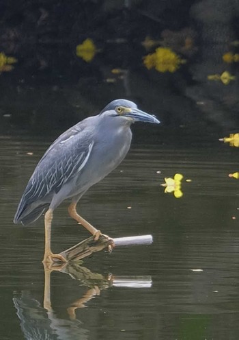 Striated Heron Wachirabenchathat Park(Suan Rot Fai) Wed, 4/17/2024