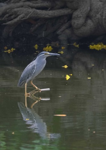 Striated Heron Wachirabenchathat Park(Suan Rot Fai) Wed, 4/17/2024