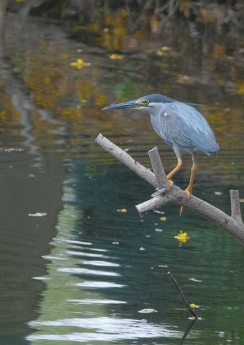 Striated Heron Wachirabenchathat Park(Suan Rot Fai) Wed, 4/17/2024