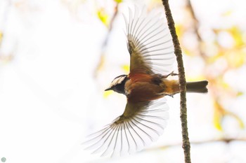 Varied Tit Koishikawa Botanic Garden Sun, 4/14/2024