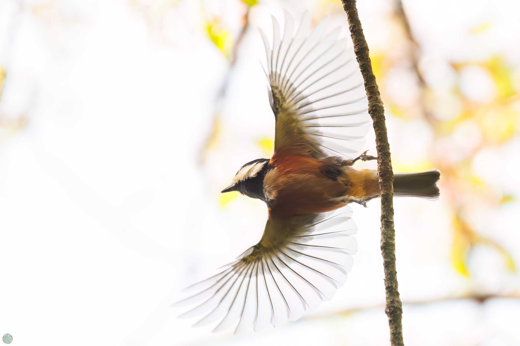 Photo of Varied Tit at Koishikawa Botanic Garden by d3_plus