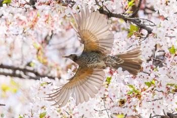 Brown-eared Bulbul Koishikawa Botanic Garden Sun, 4/14/2024