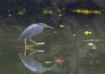 Striated Heron Wachirabenchathat Park(Suan Rot Fai) Wed, 4/17/2024