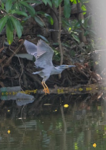 Striated Heron Wachirabenchathat Park(Suan Rot Fai) Wed, 4/17/2024