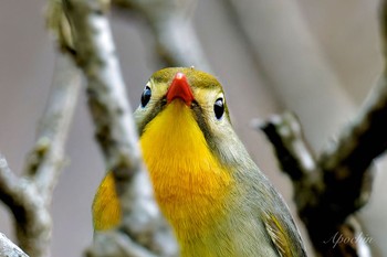 Red-billed Leiothrix Hayatogawa Forest Road Sat, 4/20/2024