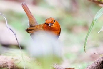 Japanese Robin Hayatogawa Forest Road Sat, 4/13/2024