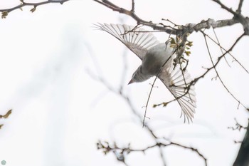 Asian Brown Flycatcher Hayatogawa Forest Road Sat, 4/13/2024