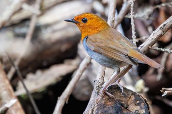 Japanese Robin Hayatogawa Forest Road Sat, 4/13/2024