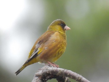 Grey-capped Greenfinch Kyoto Gyoen Mon, 4/22/2024