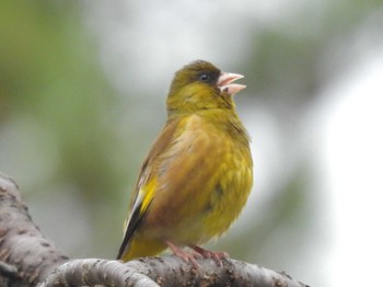 Grey-capped Greenfinch Kyoto Gyoen Mon, 4/22/2024