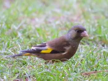 Grey-capped Greenfinch Kyoto Gyoen Mon, 4/22/2024